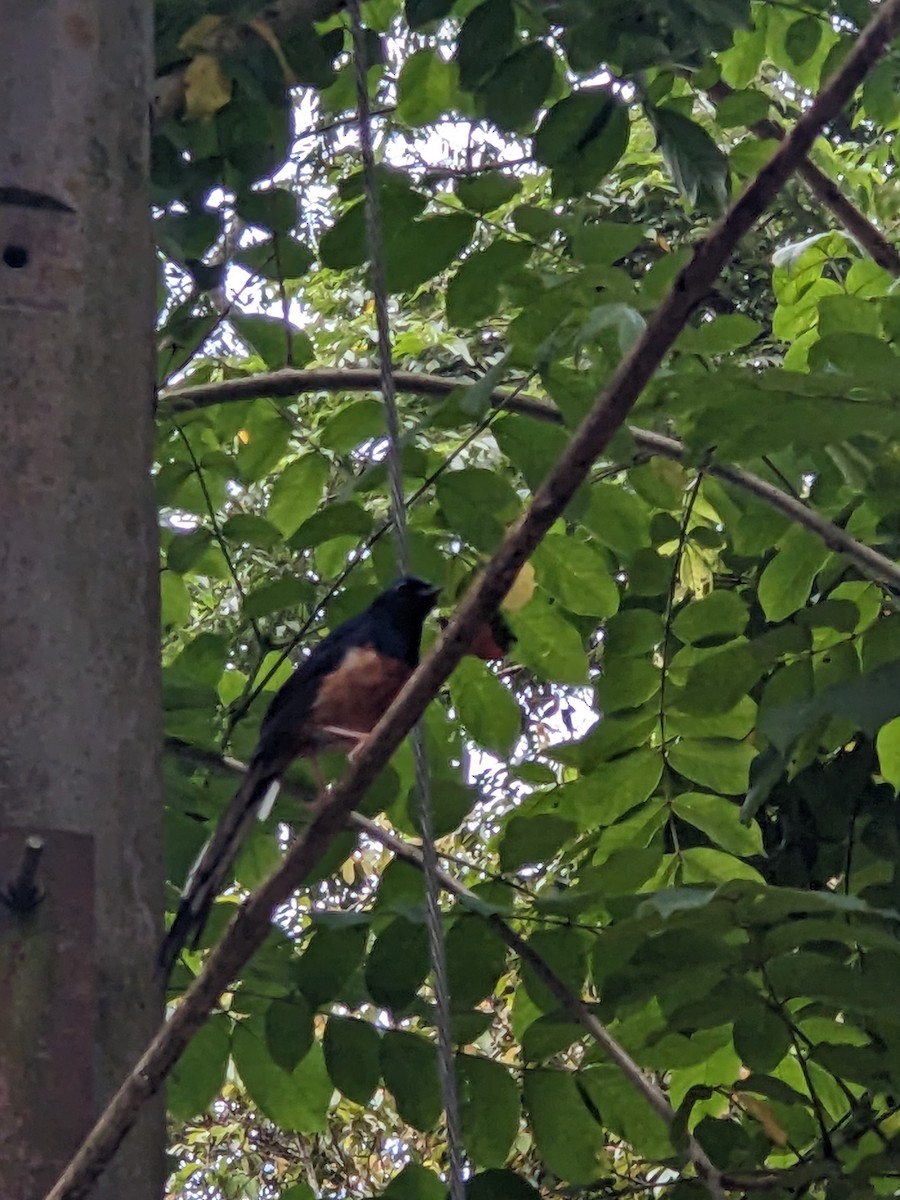 White-rumped Shama - ML637733001