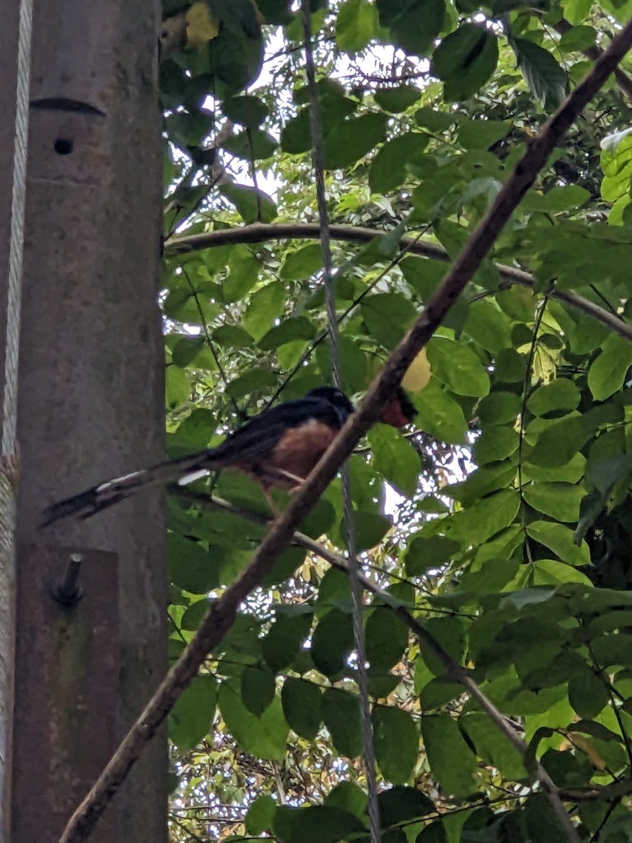 White-rumped Shama - ML637733002