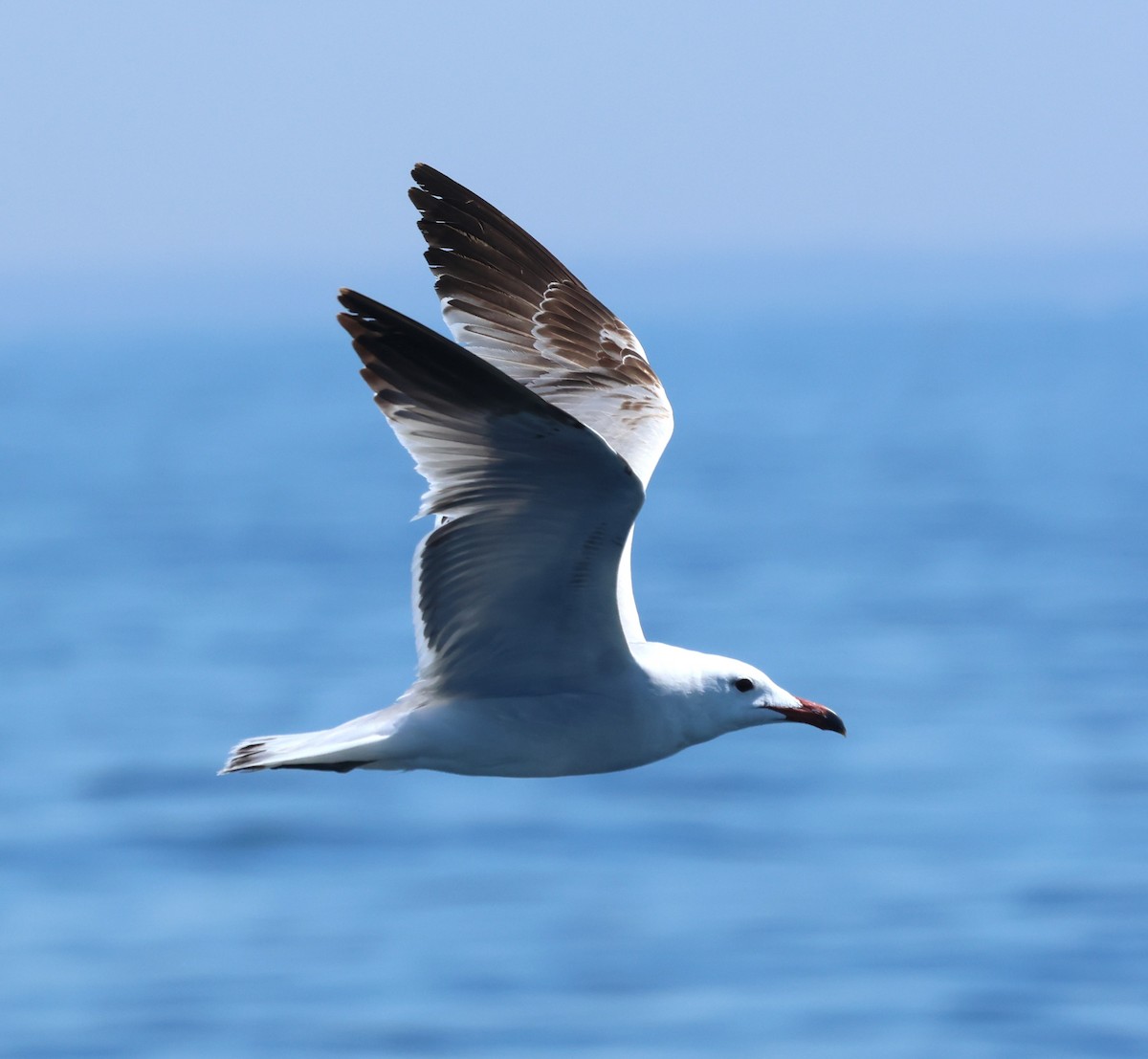 Audouin's Gull - ML637733026