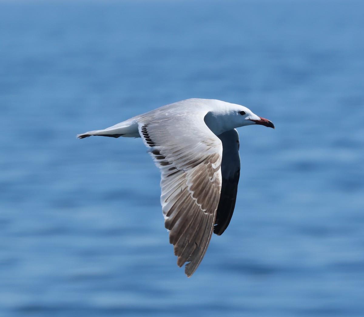 Audouin's Gull - ML637733027