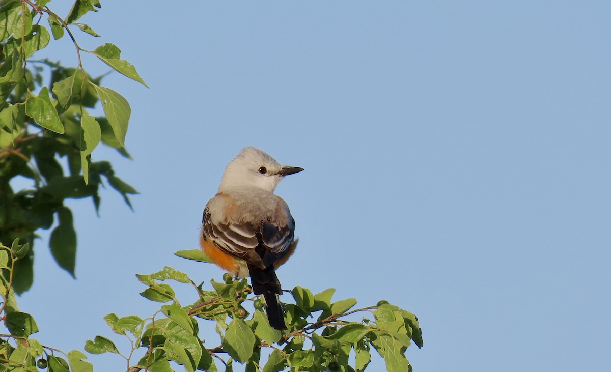 Scissor-tailed Flycatcher - ML637733055