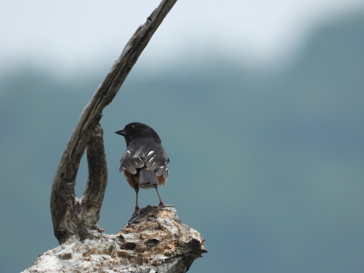 Eastern Towhee - ML637733069