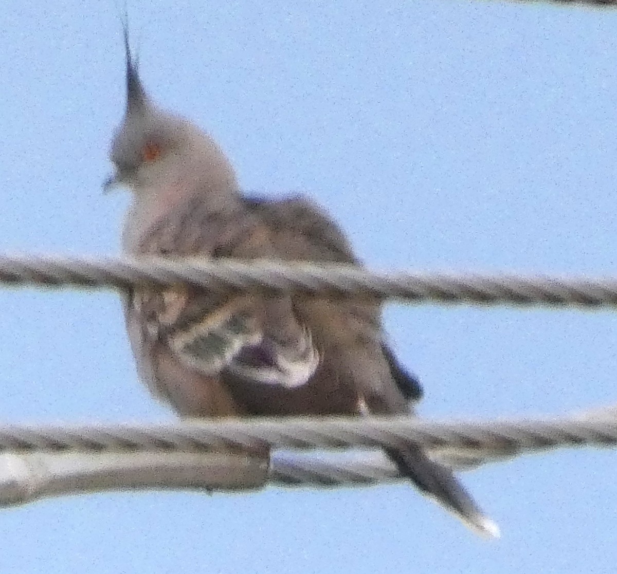Crested Pigeon - ML637733073