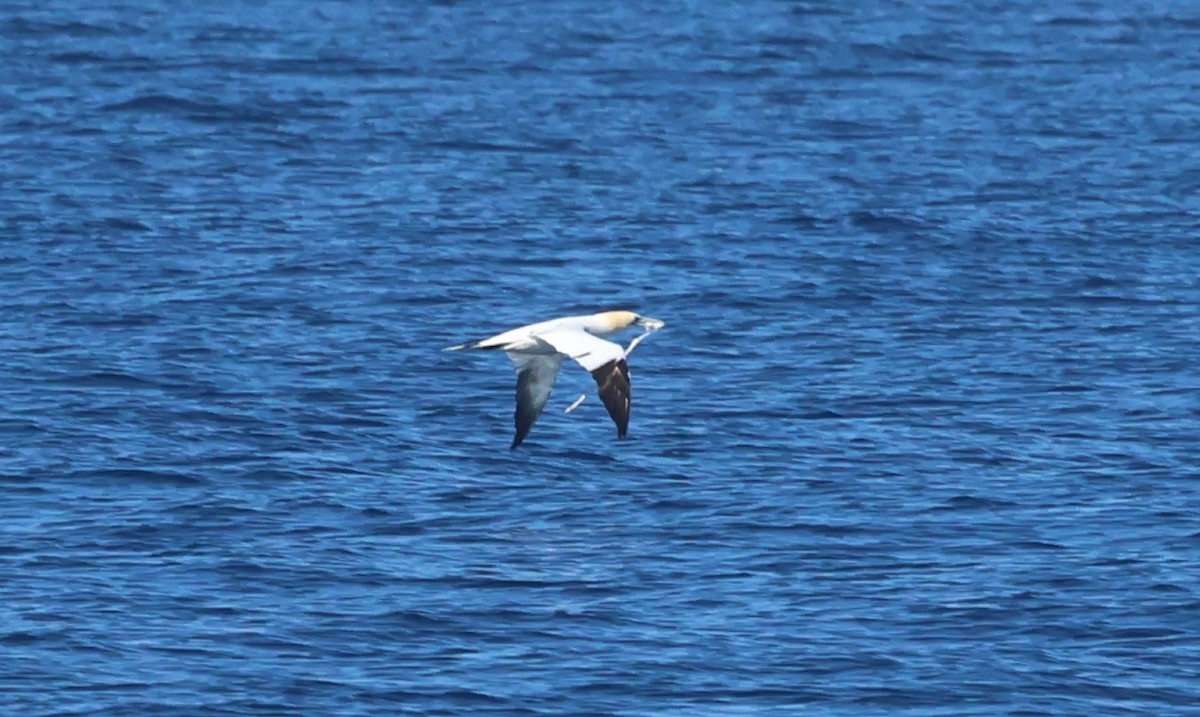 Northern Gannet - ML637733076