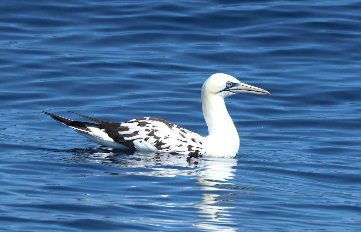 Northern Gannet - ML637733077