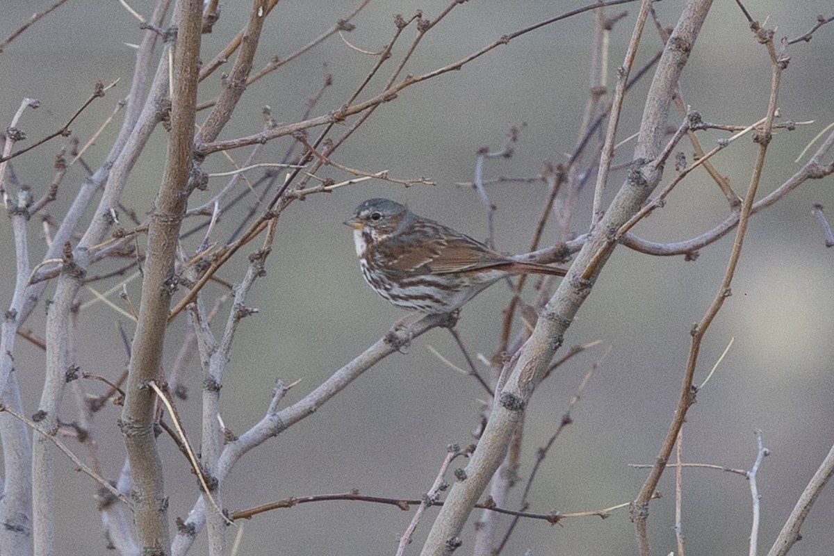 Fox Sparrow - ML637733079
