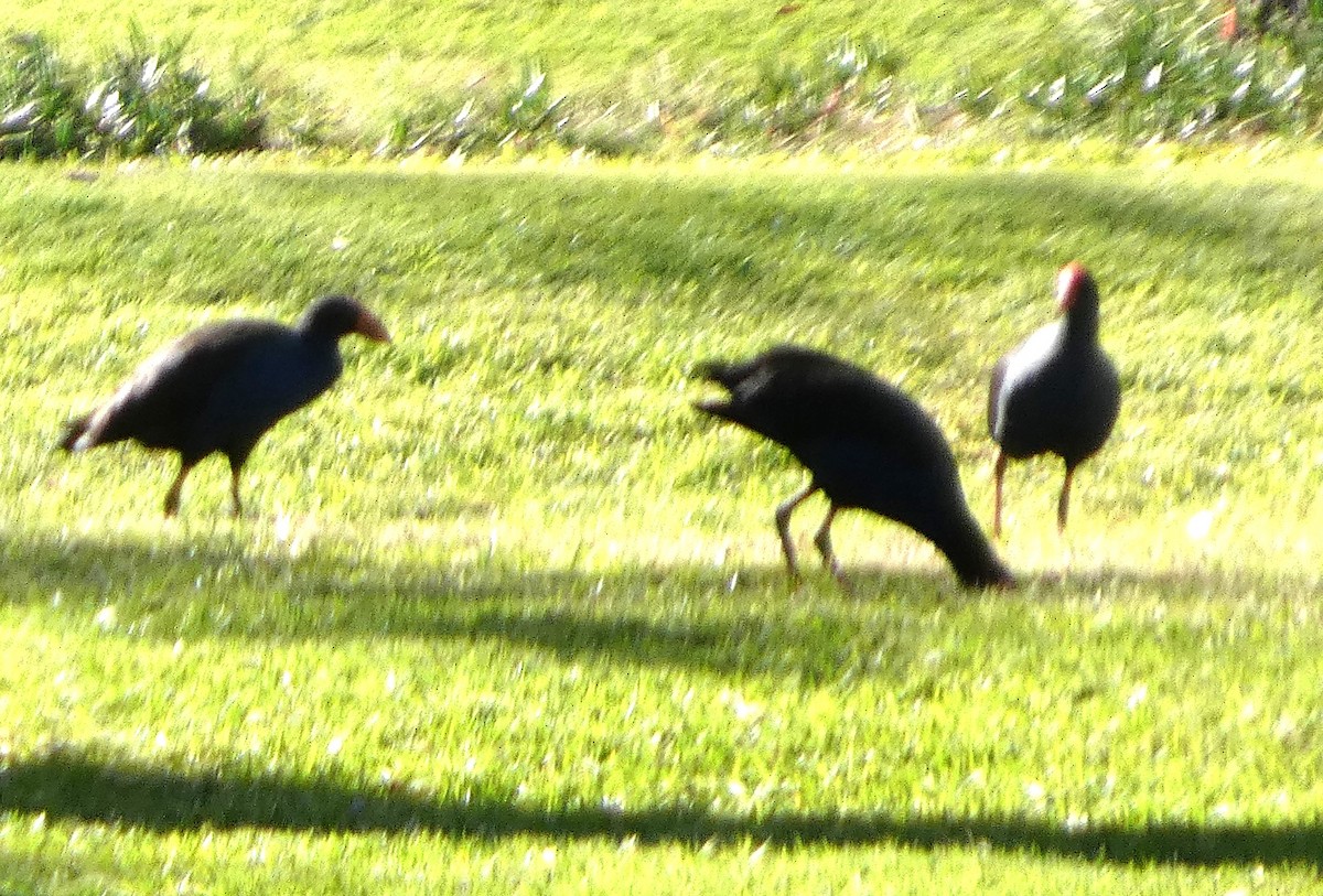 Australasian Swamphen - ML637733080