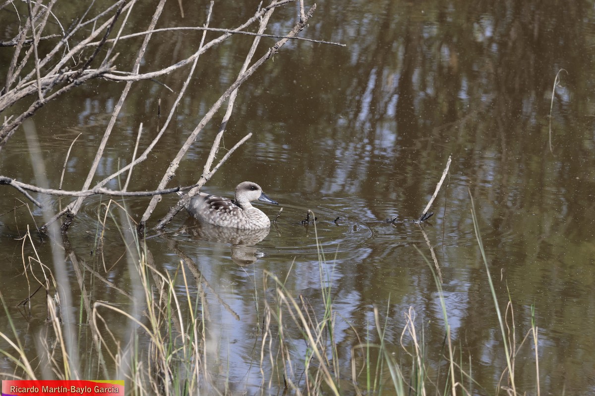 Marbled Duck - ML637733082