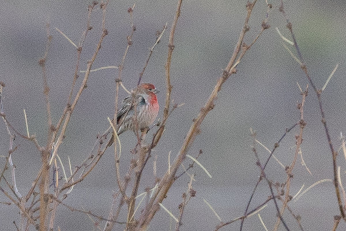 House Finch - ML637733083