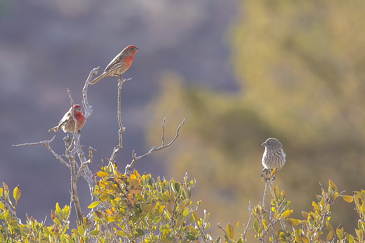 House Finch - ML637733084