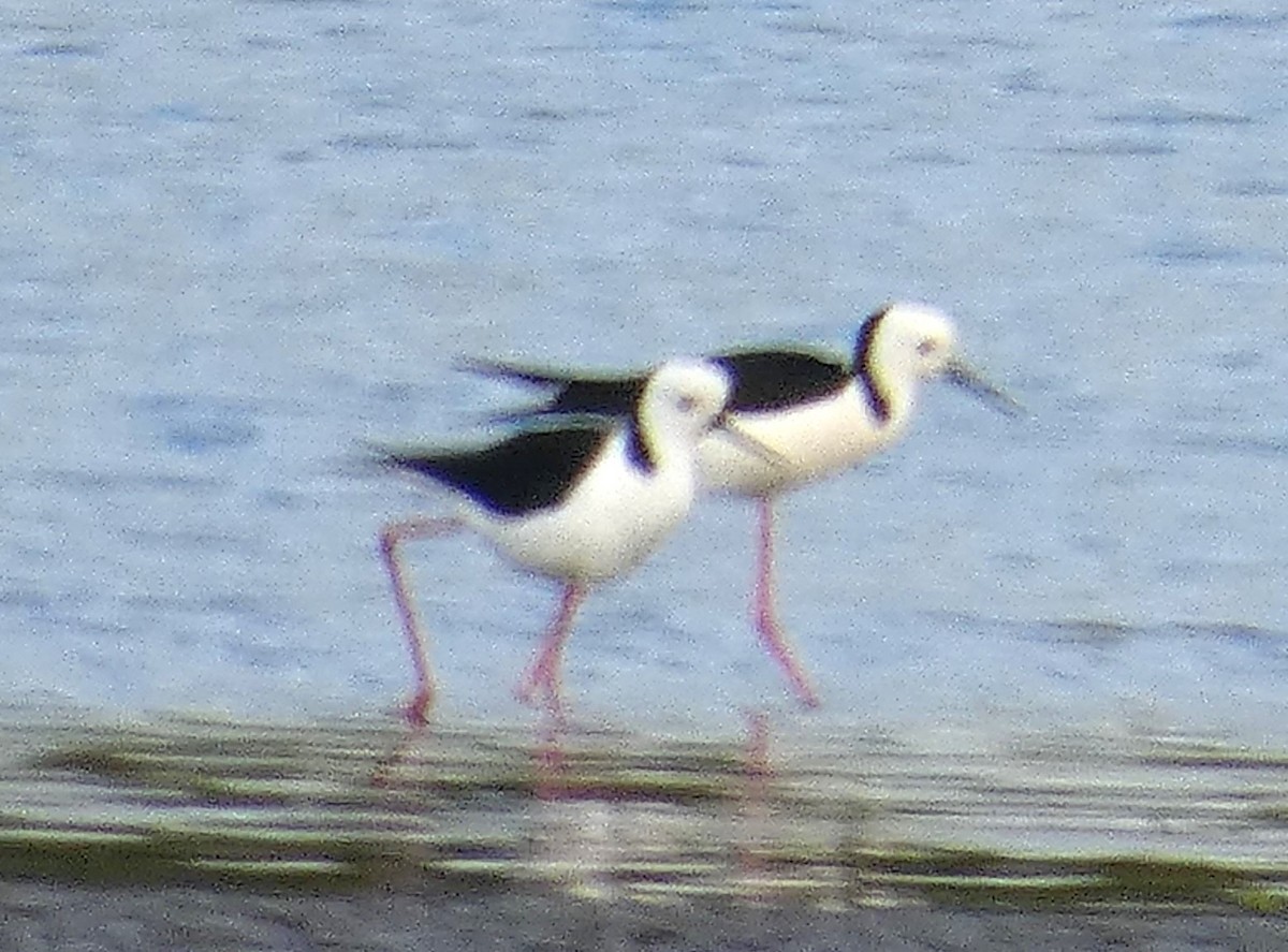 Pied Stilt - ML637733085