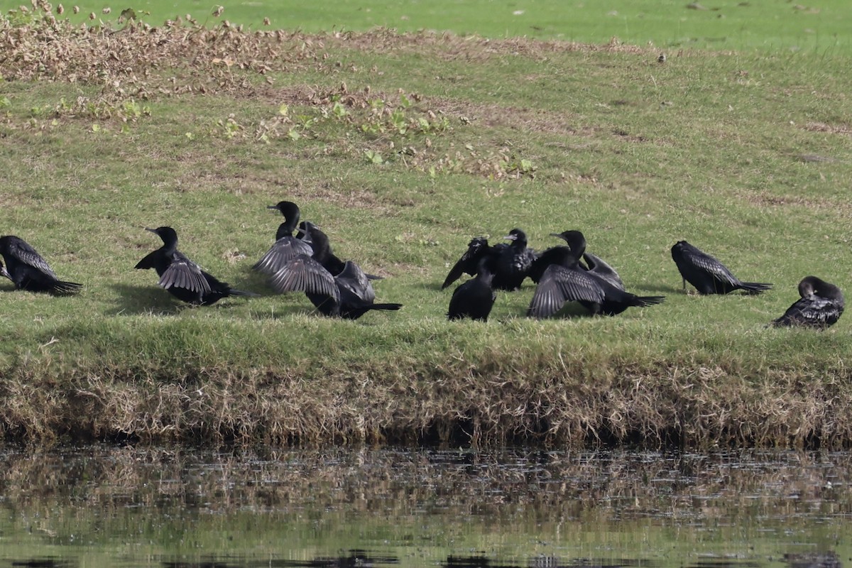 Little Black Cormorant - ML637733086
