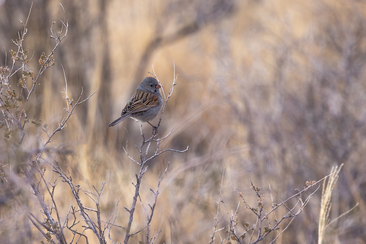 Black-chinned Sparrow - ML637733087