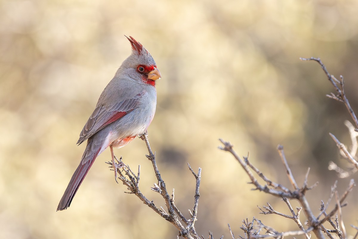 Pyrrhuloxia - ML637733088