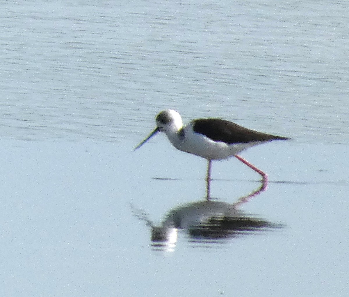 Pied Stilt - ML637733089
