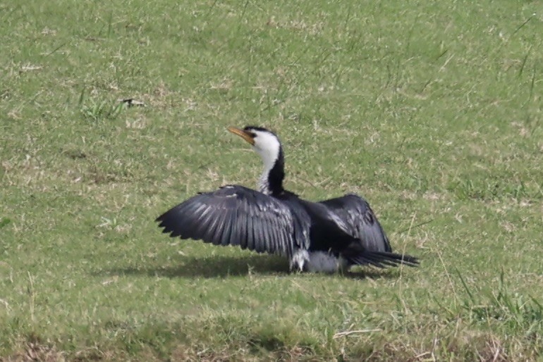 Little Pied Cormorant - ML637733095
