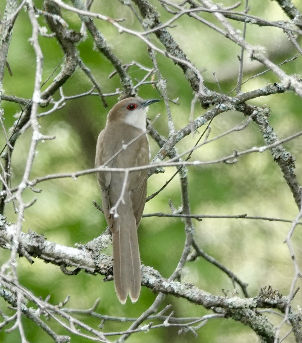 Black-billed Cuckoo - ML637733096