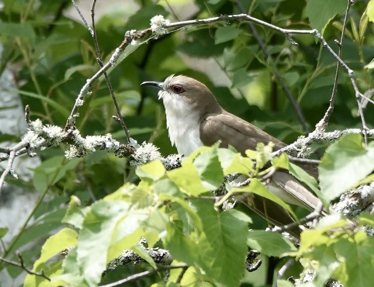 Black-billed Cuckoo - ML637733097