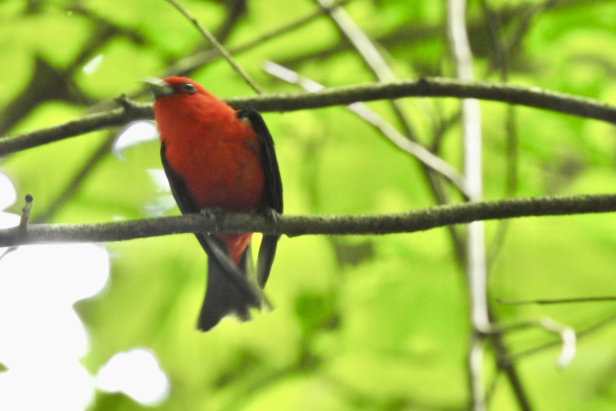 Scarlet Tanager - ML637733099