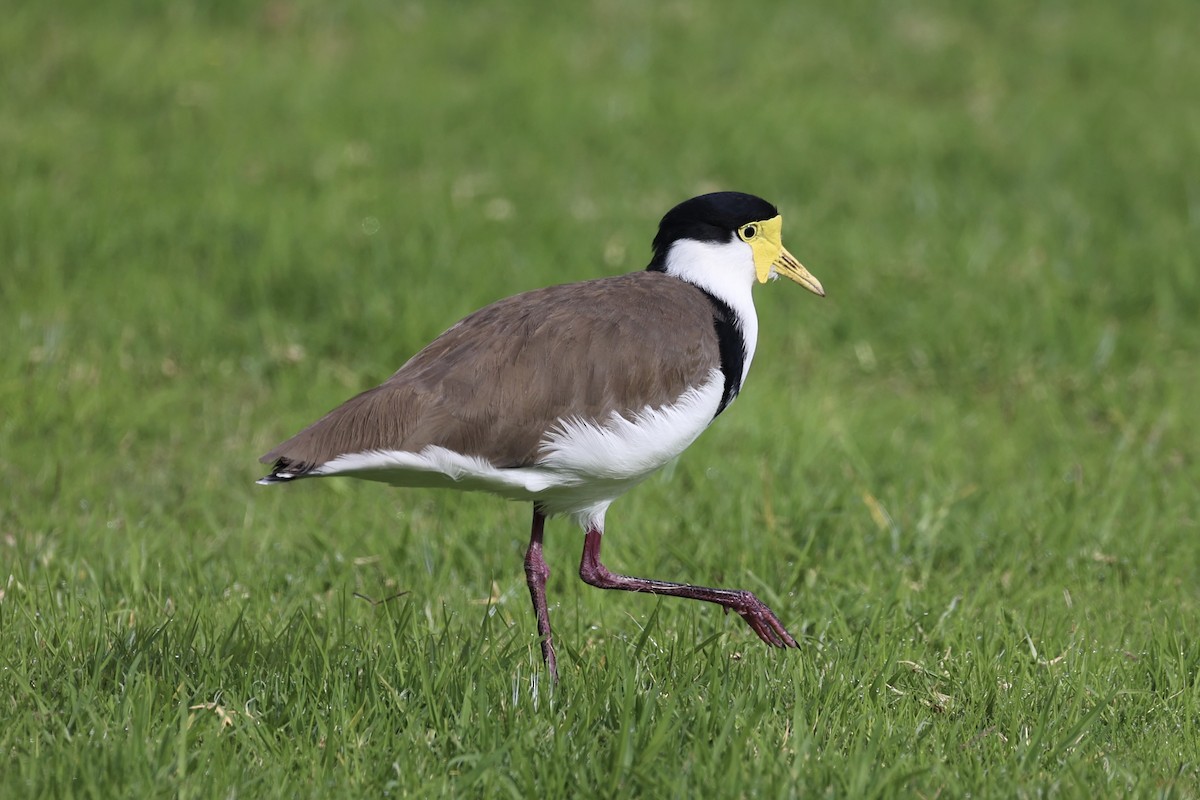 Masked Lapwing - ML637733100