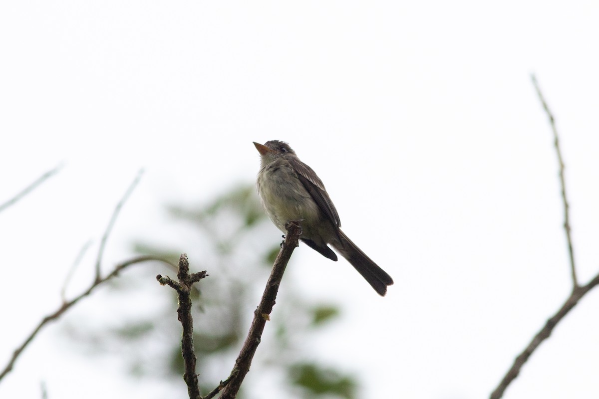 Northern Tropical Pewee - ML637733136
