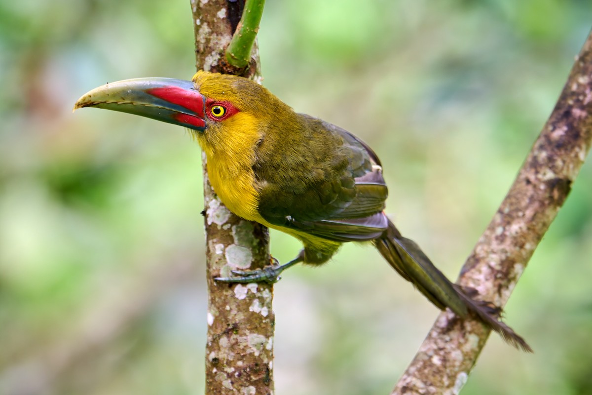 Saffron Toucanet - ML637733137