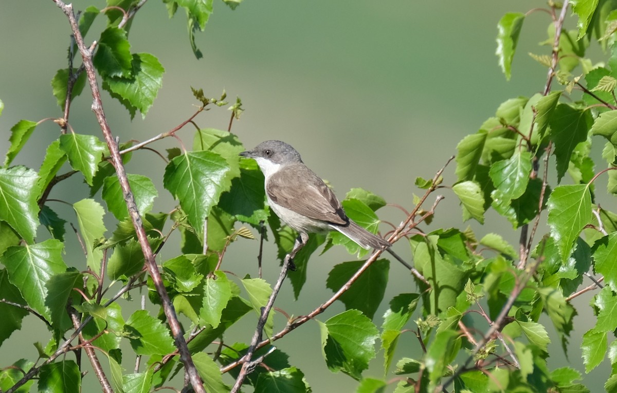 Lesser Whitethroat (Lesser) - ML637733200