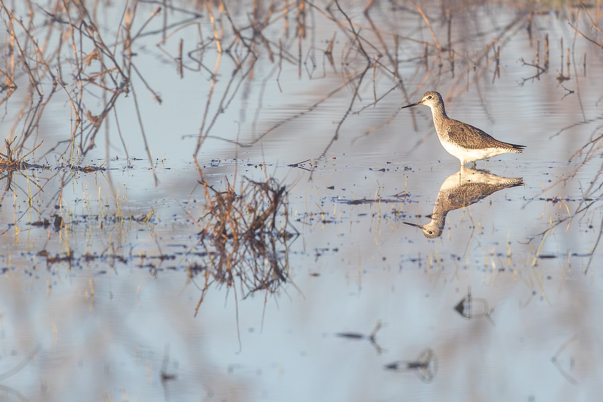 Greater Yellowlegs - ML637733280