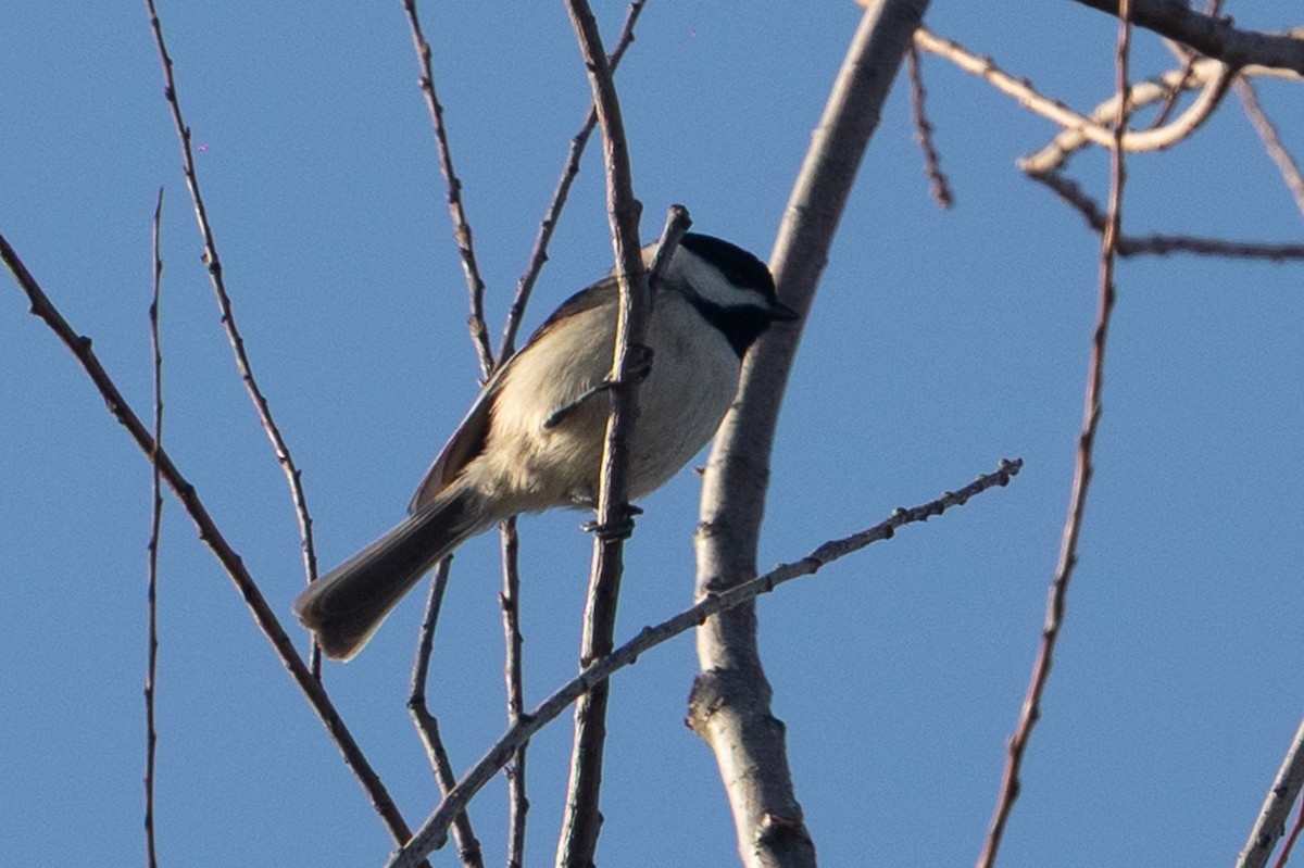 Carolina Chickadee - ML637733319