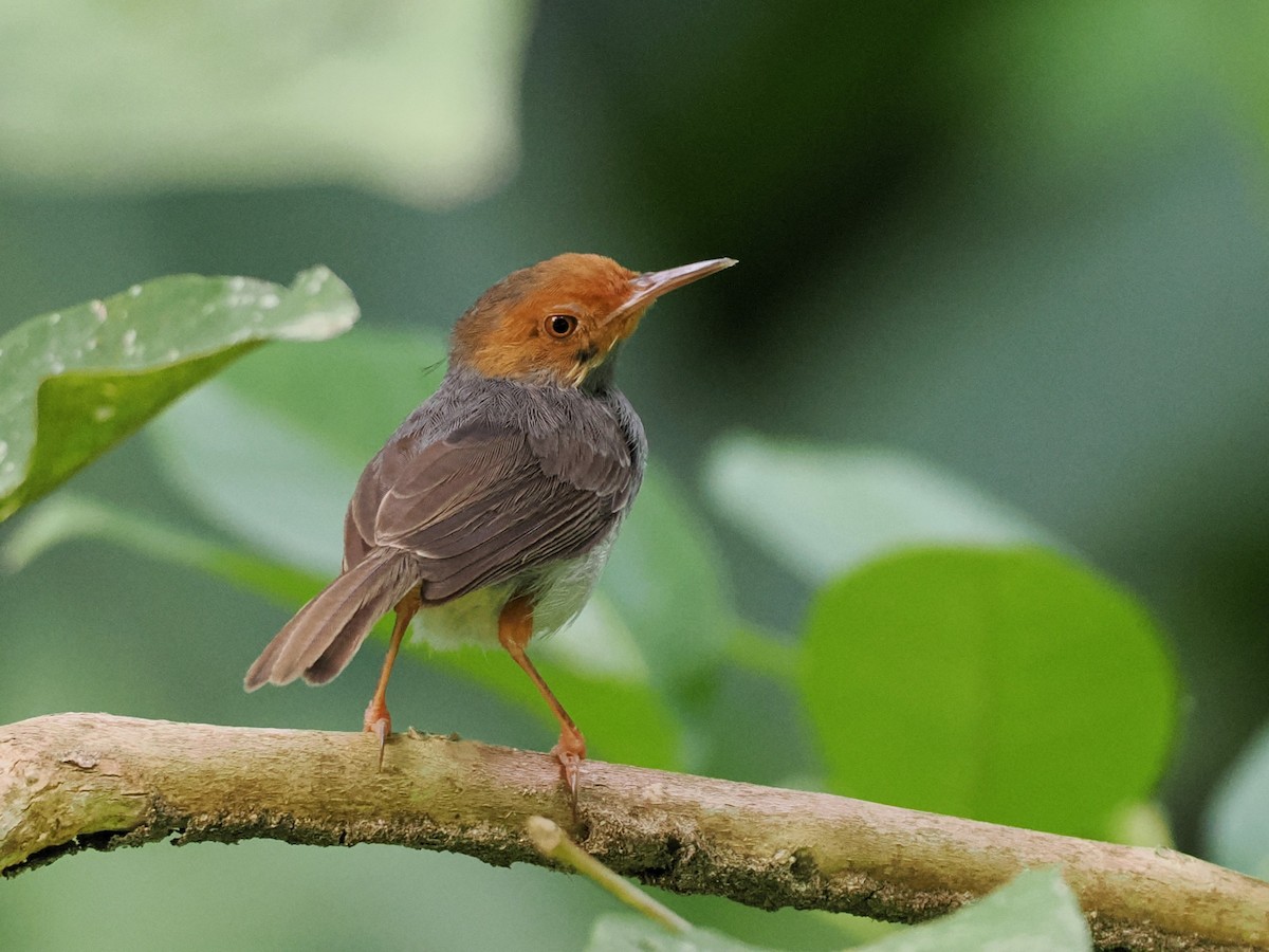 Ashy Tailorbird - ML637733431