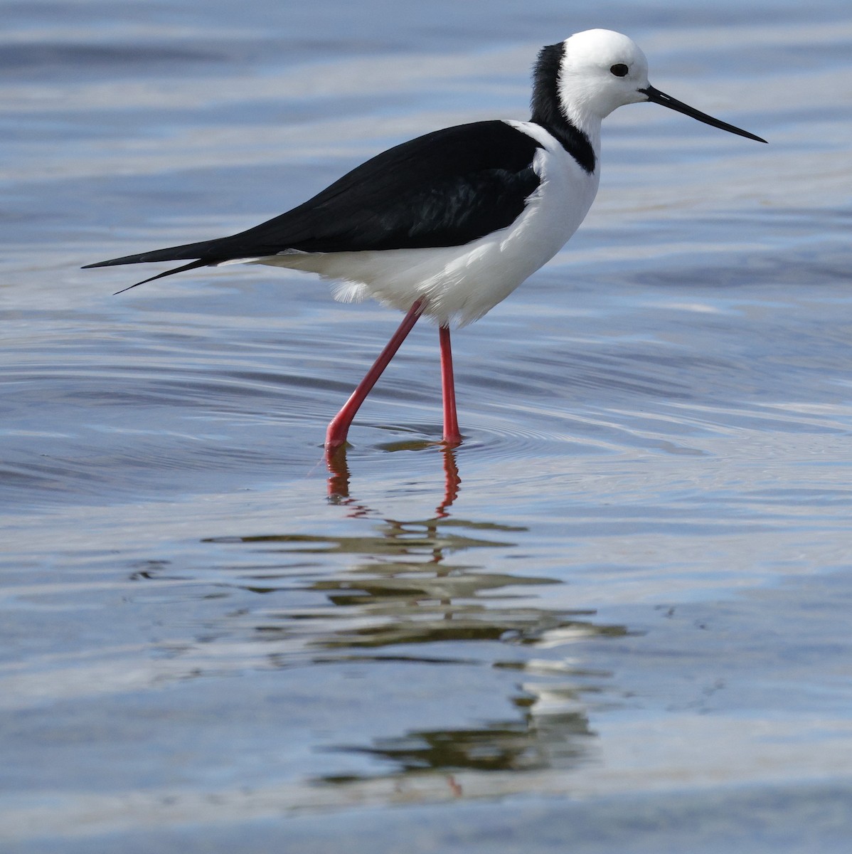Pied Stilt - ML637733536