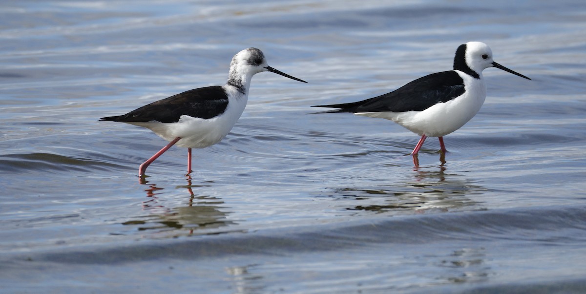 Pied Stilt - ML637733539
