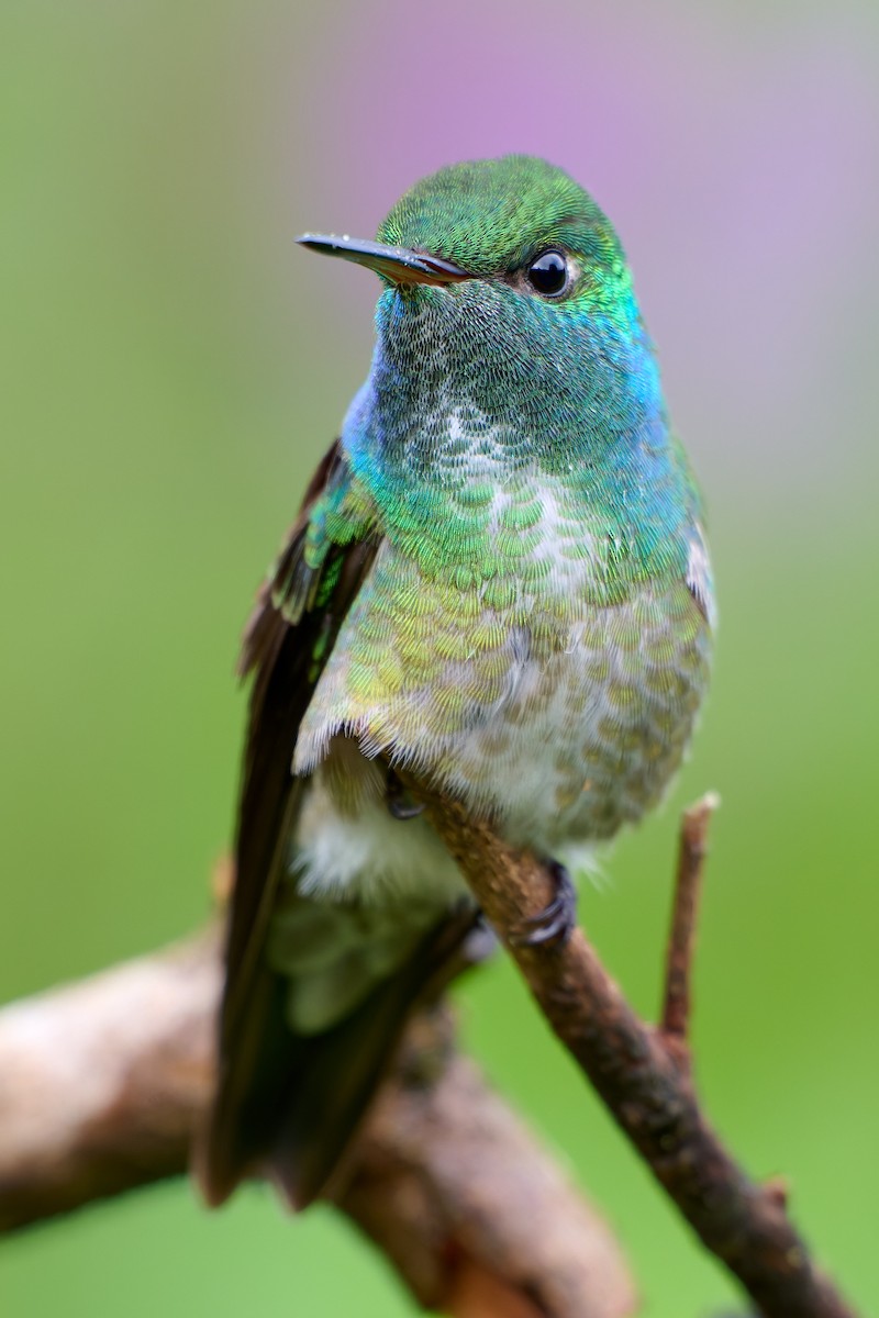 Versicolored Emerald - ML637733705