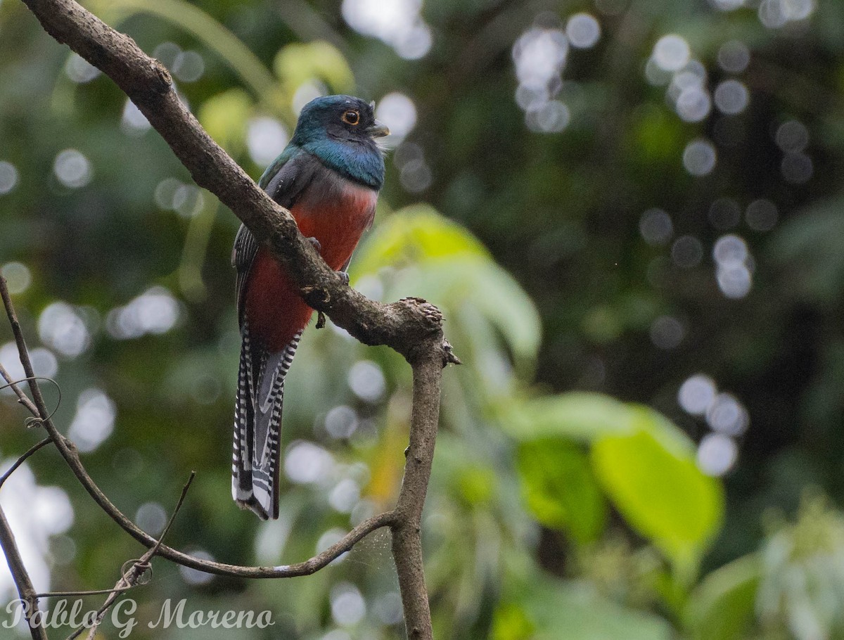 Blue-crowned Trogon - ML637733809