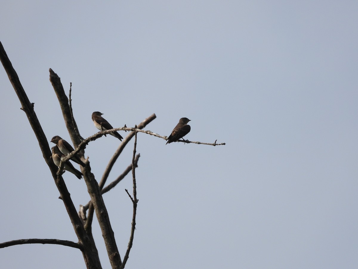Northern Rough-winged Swallow - ML637733819