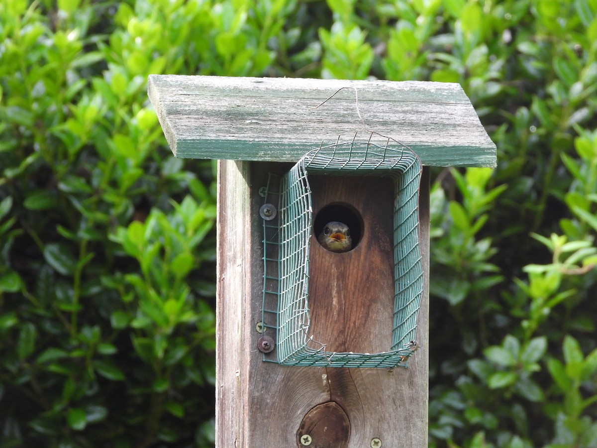 Eastern Bluebird - ML637733850