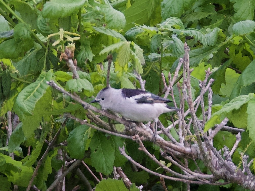 Daurian Starling - ML637733901