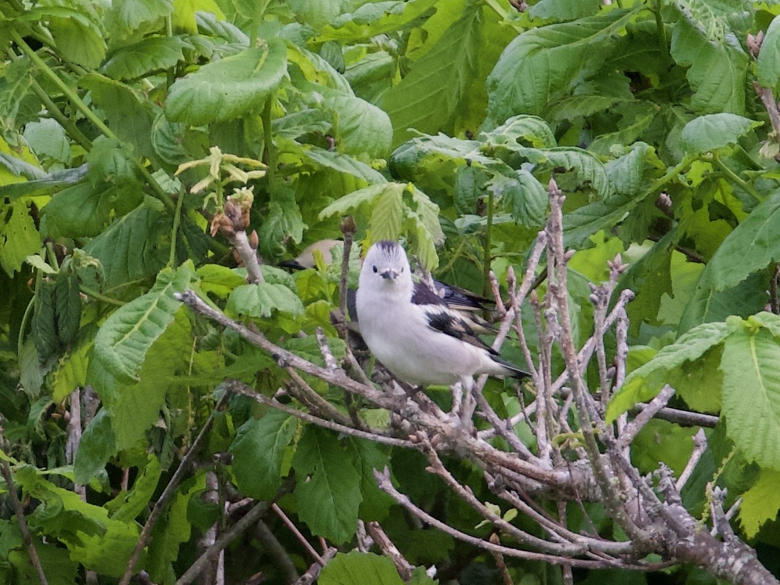 Daurian Starling - ML637733902
