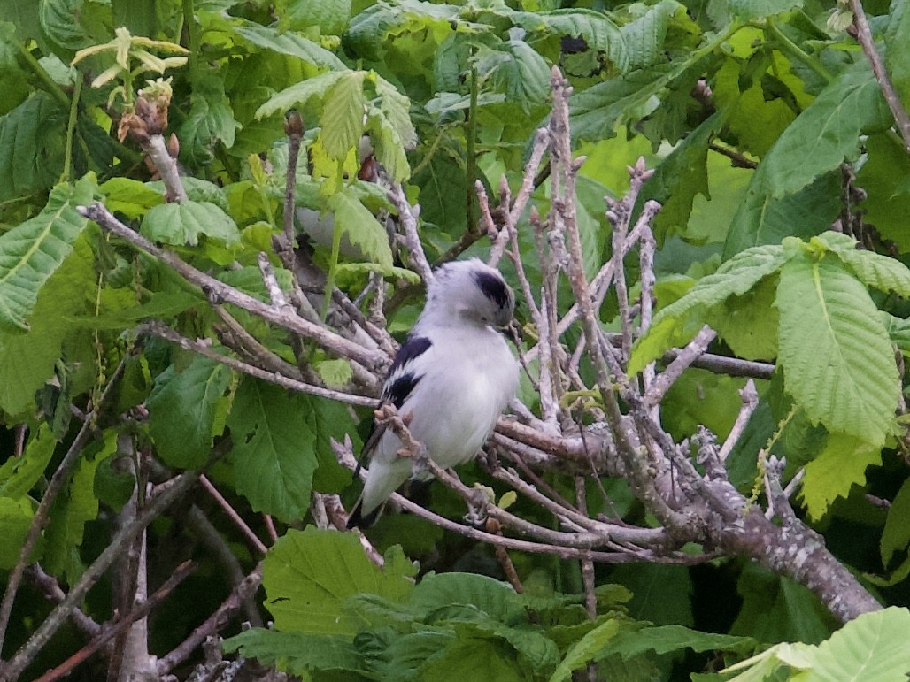 Daurian Starling - ML637733903