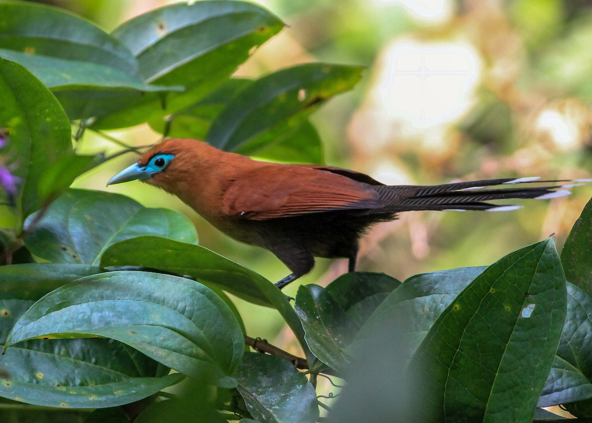 Raffles's Malkoha - ML637733915