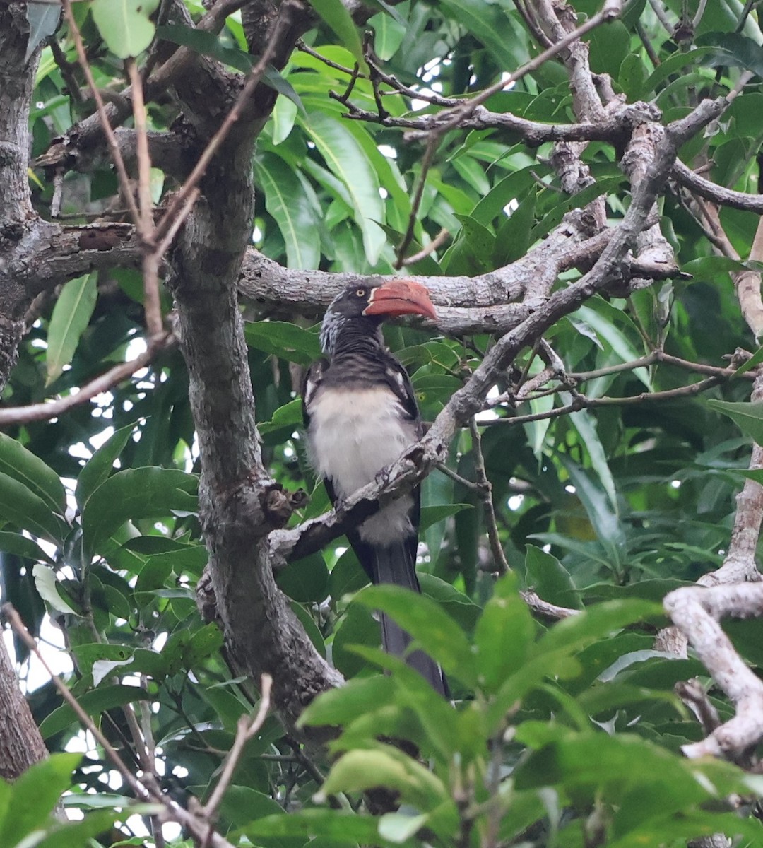 Crowned Hornbill - ML637733922