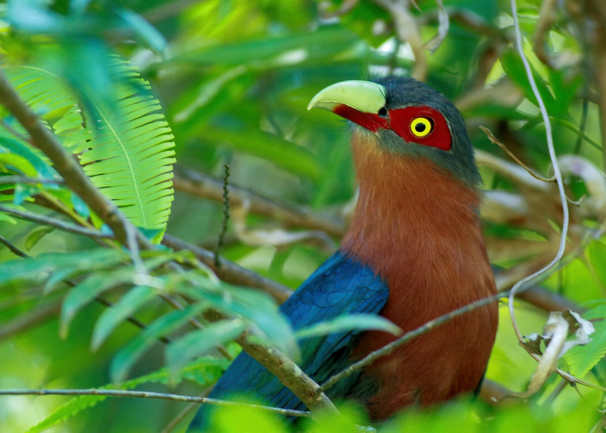 Chestnut-breasted Malkoha - ML637733925