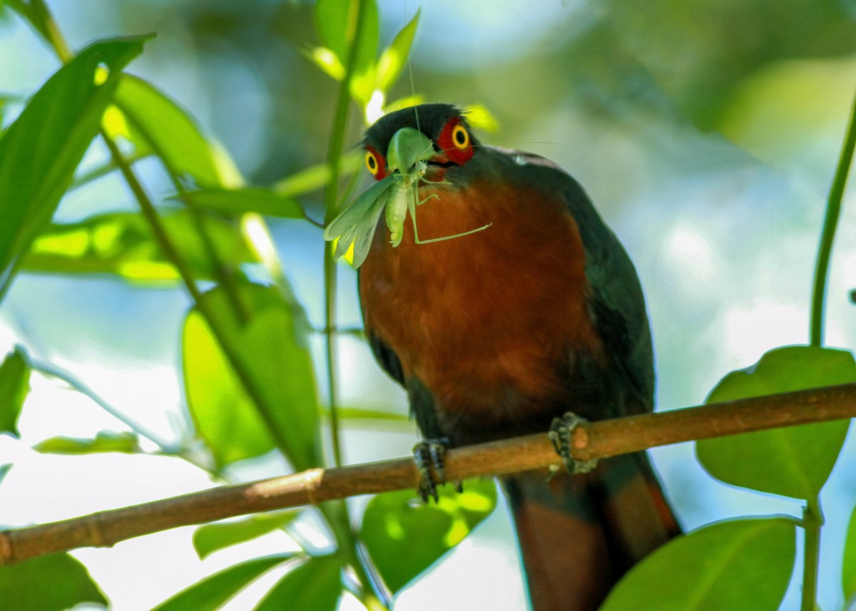 Chestnut-breasted Malkoha - ML637733926