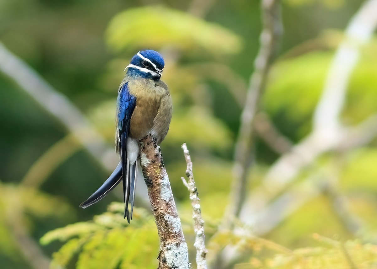 Whiskered Treeswift - ML637733938
