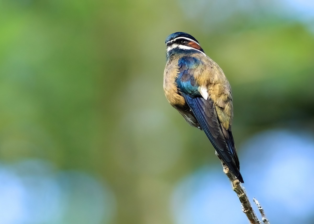 Whiskered Treeswift - ML637733939