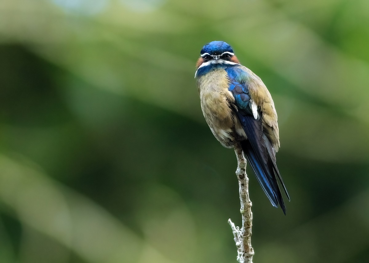 Whiskered Treeswift - ML637733940