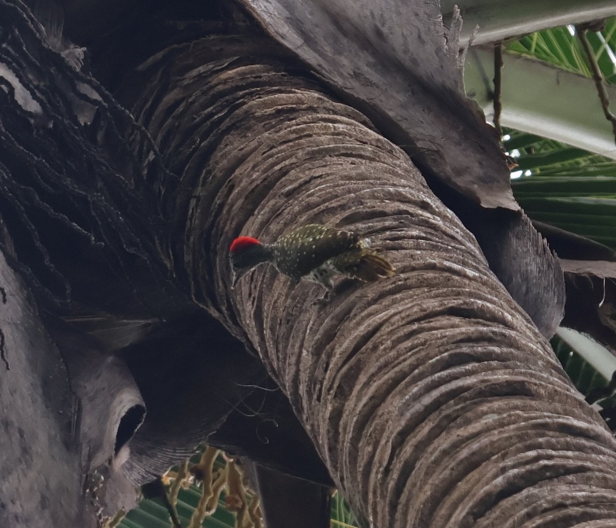 Green-backed Woodpecker - ML637733948