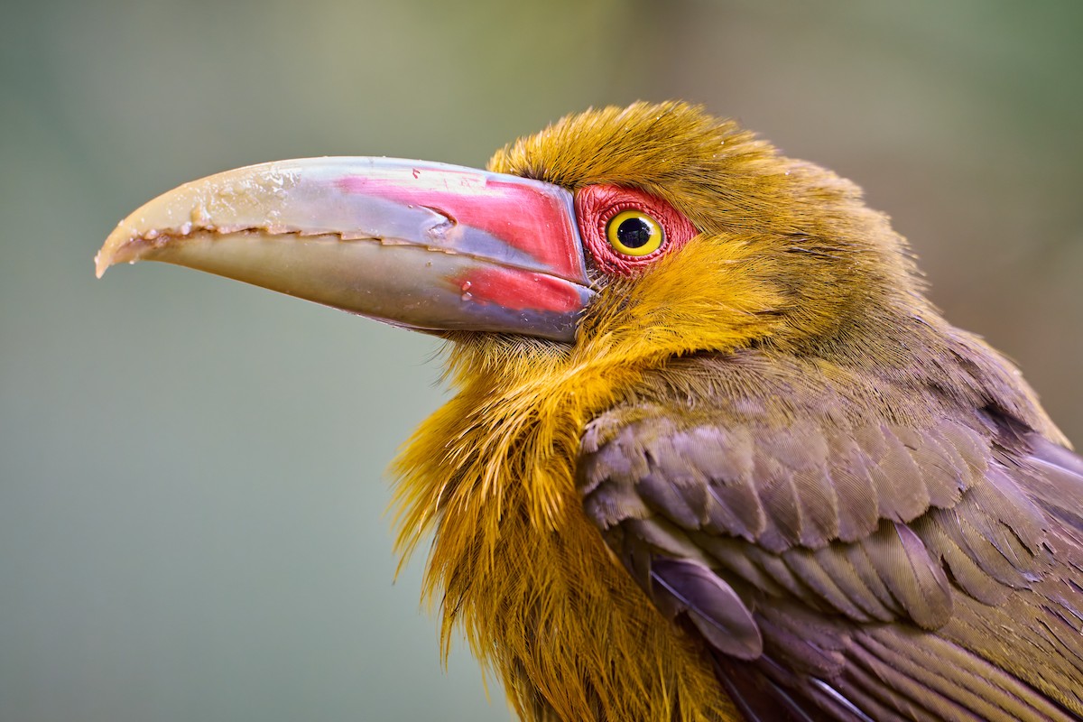 Saffron Toucanet - ML637733967