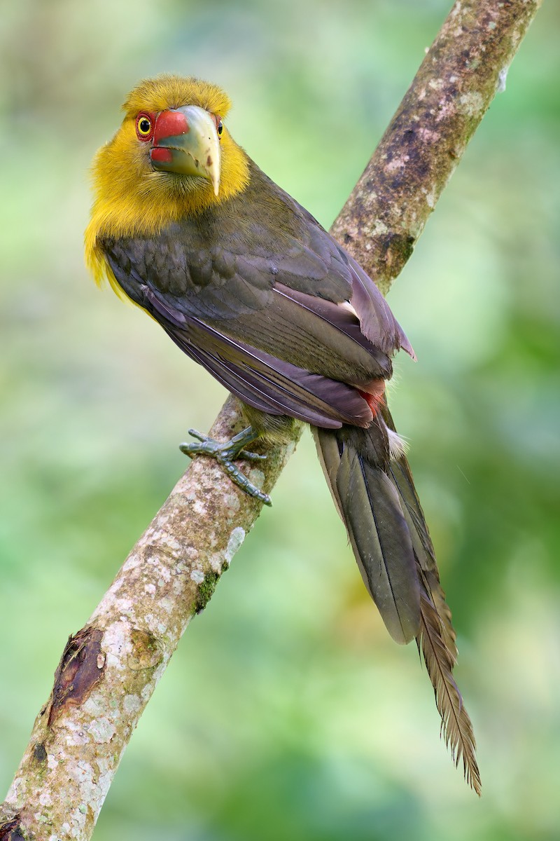 Saffron Toucanet - ML637734137
