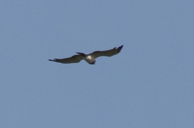 Black-chested Snake-Eagle - ML637734164